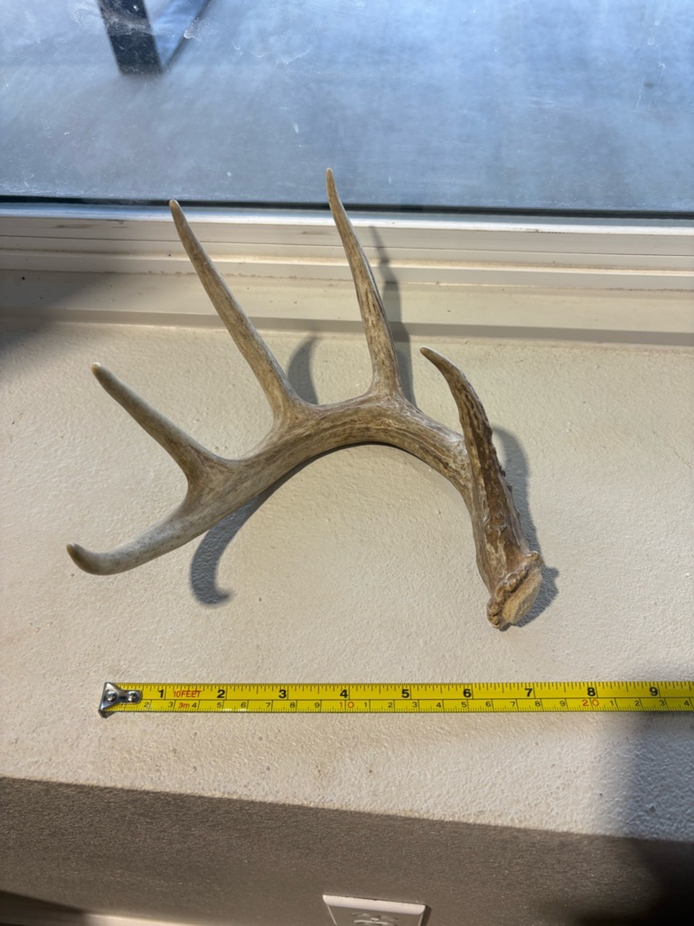Deer antler shed - 5 points